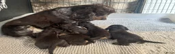Cocker Spaniel dogs for sale: Beautiful 5 Chocolate and Tan cocker spaniels  - Advert 7