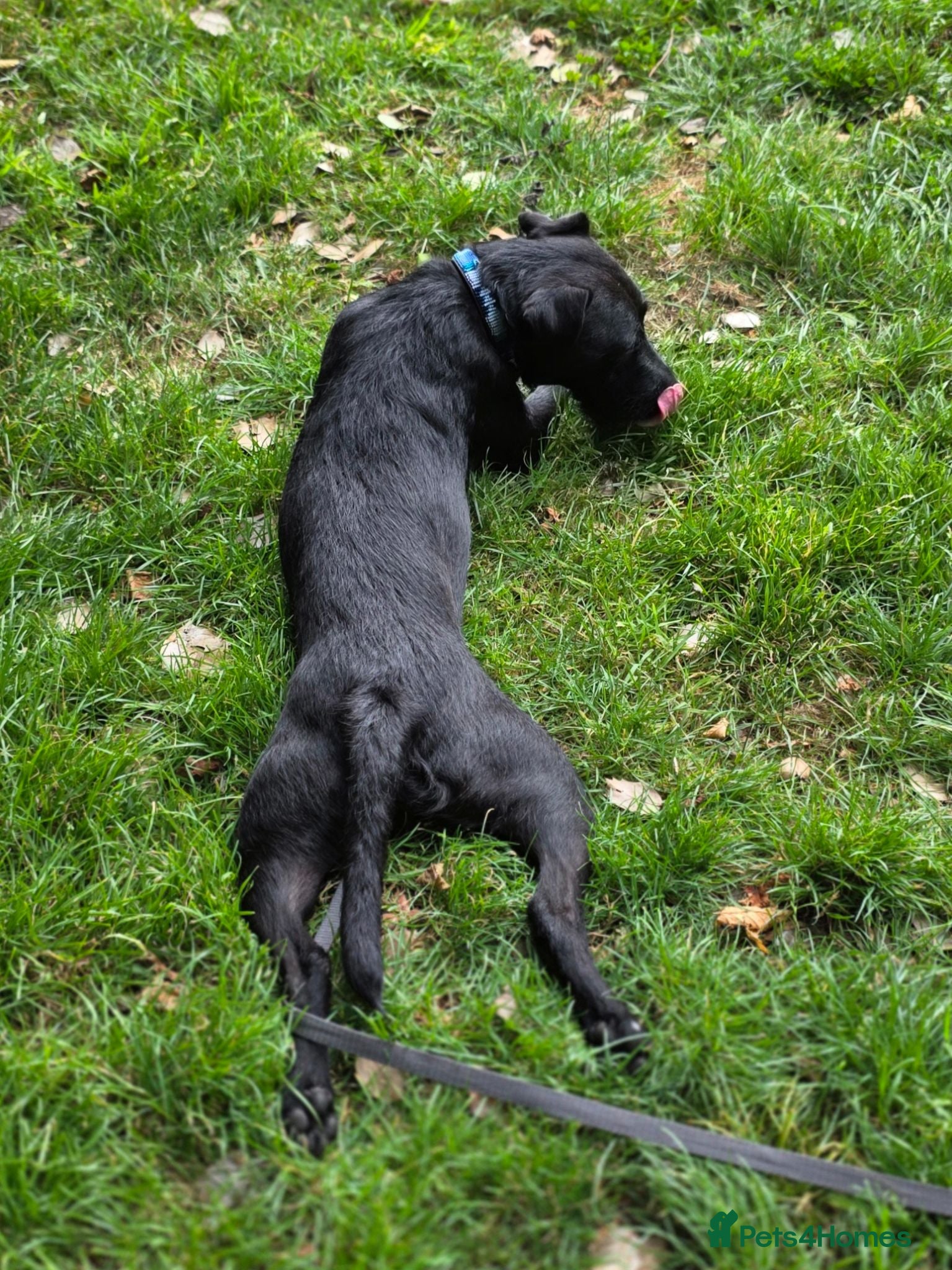 Patterdale Terrier dogs My beautiful patterdale Nipper - Advert 1