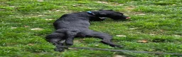 Patterdale Terrier dogs for sale: My beautiful patterdale Nipper - Advert 1