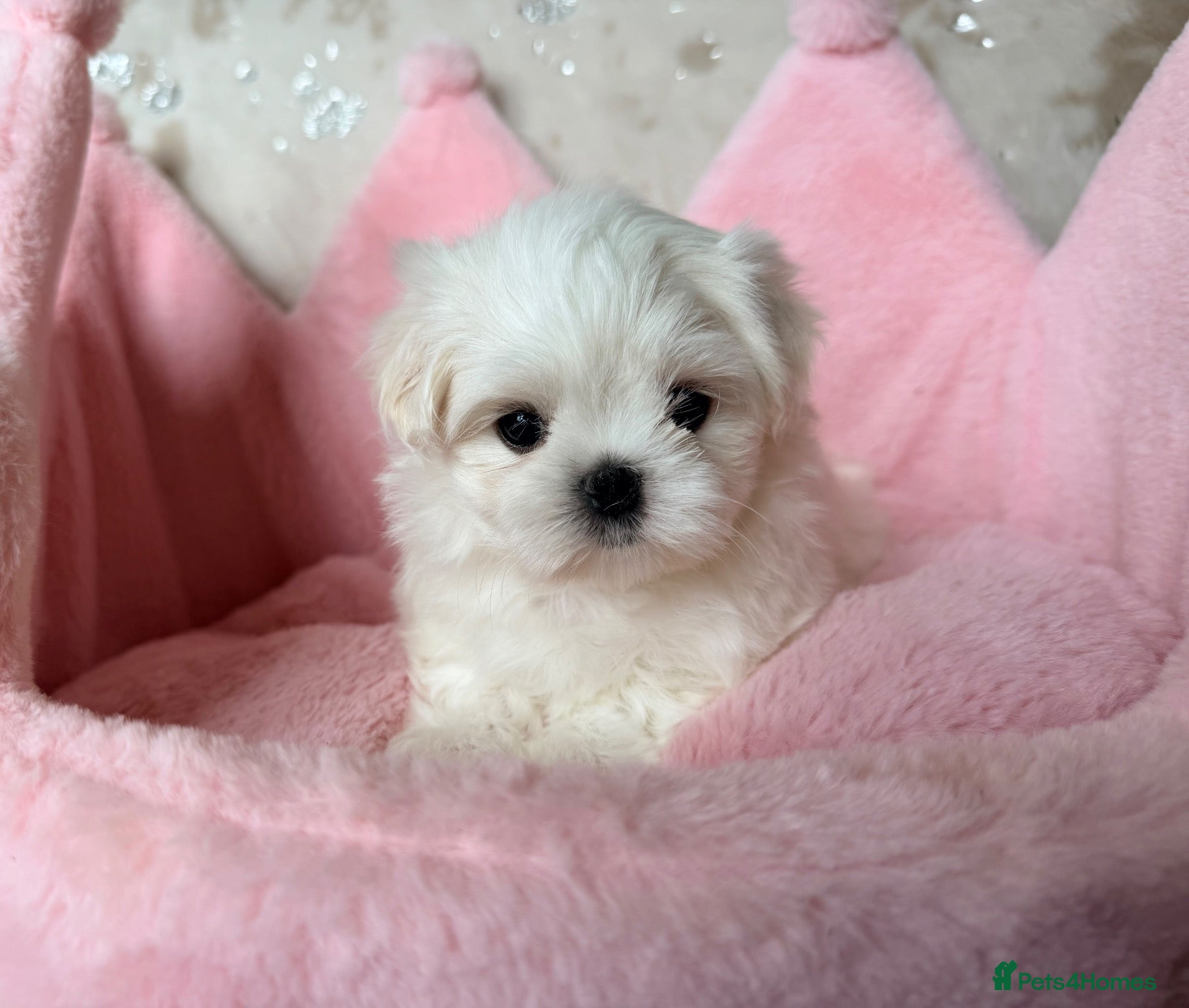 Maltese dogs Bambelina~ one girl ready now ~ Korean Maltese - Advert 1