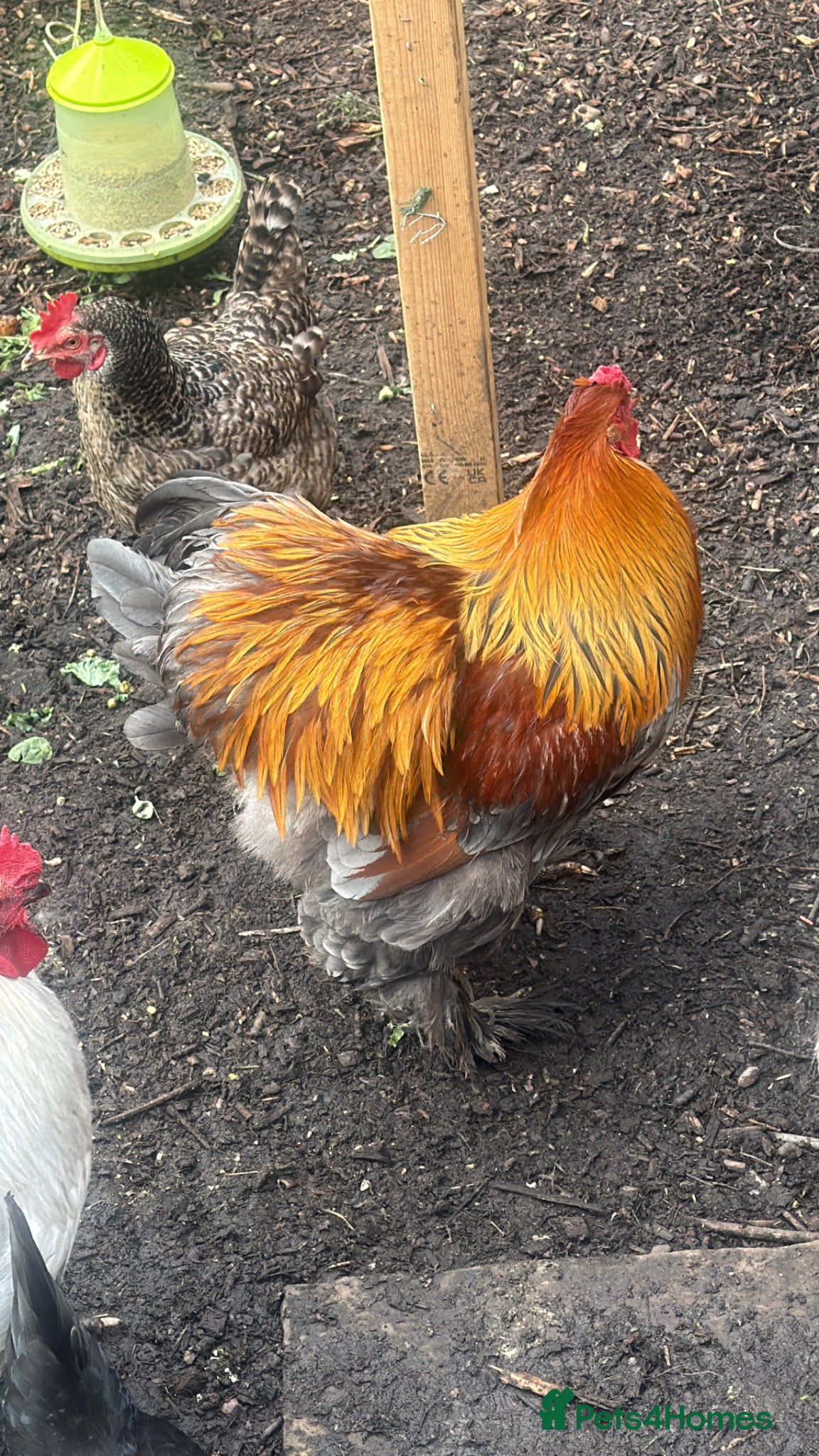 Chickens poultry 2 cockerels  - Advert 1