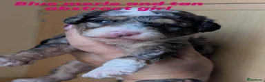 Blue merle female 