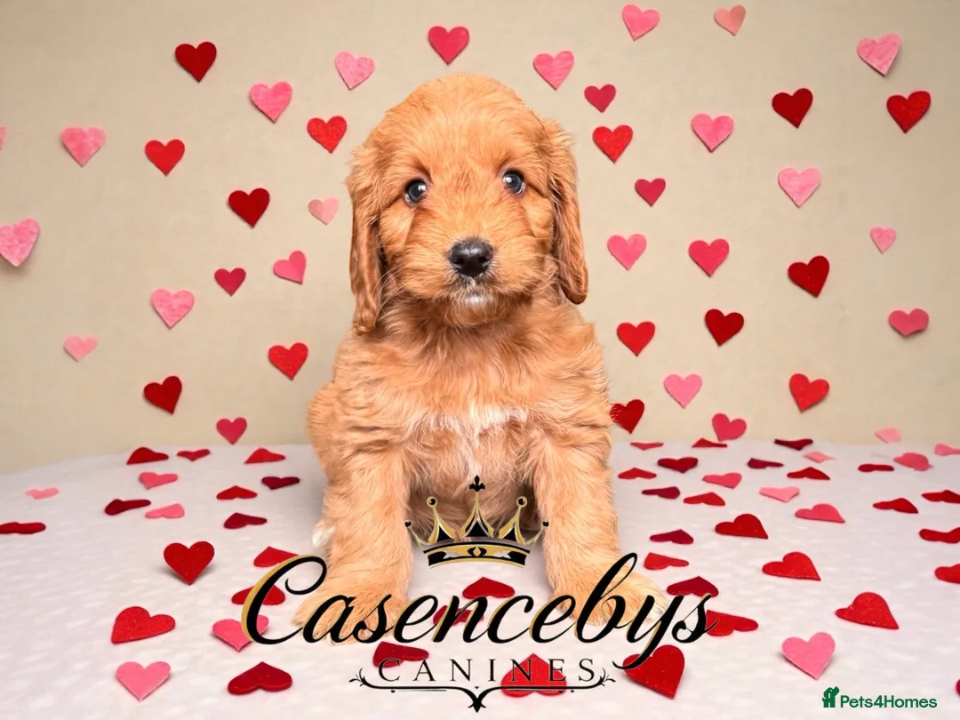 Cockapoo dogs for sale: 🐶THE MOST PERFECT DNA CLEAR MINI F1 COCKAPOOS🐶 - Advert 15
