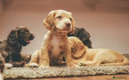 Cocker Spaniel dogs for sale: ONE LEFT - Ready to go - Beautiful Family-Raised - Image 1