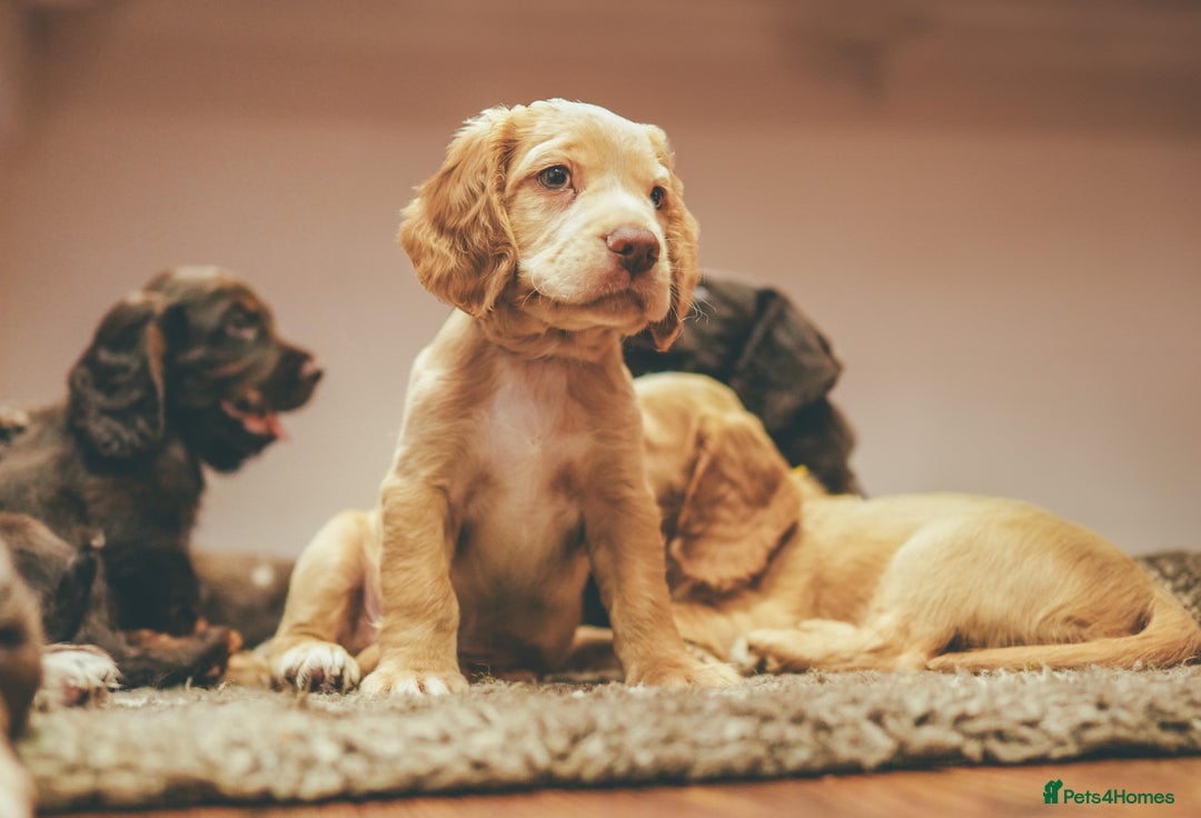 Cocker Spaniel dogs for sale: ONE LEFT - Ready to go - Beautiful Family-Raised - Image 1