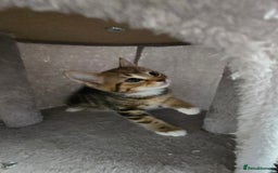 Mixed Breed cats for sale: 5 Kittens for sale - Image 25