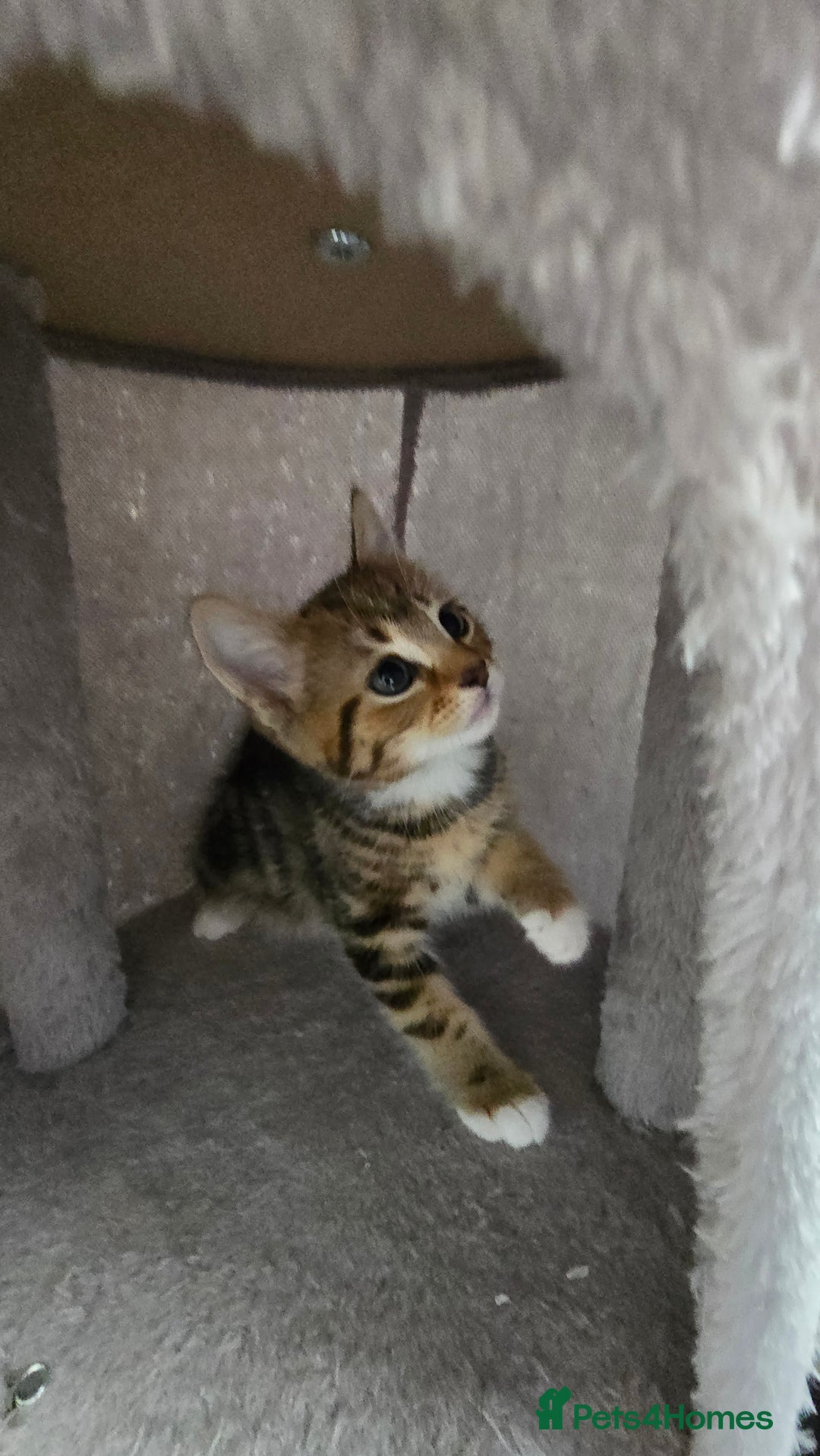 Mixed Breed cats for sale: 5 Kittens for sale - Image 25