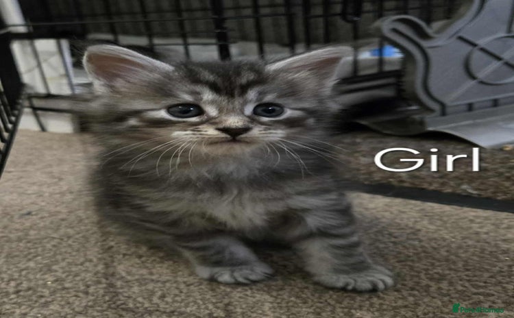 Maine Coon cats - Advert 12