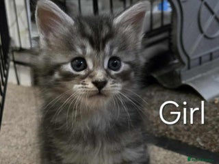 Maine Coon cats - Advert 6