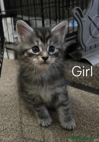 Maine Coon cats - Advert 16