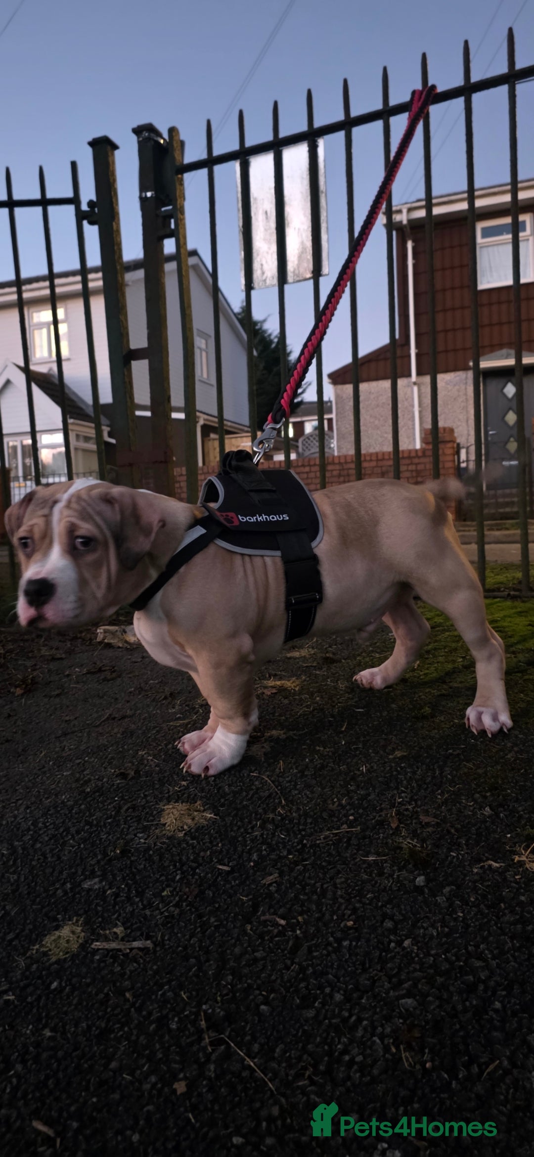 American Bully dogs for sale: 2 Male Abkc Reg Pocket Bully's G'Pups GRCH MrBean - Advert 5
