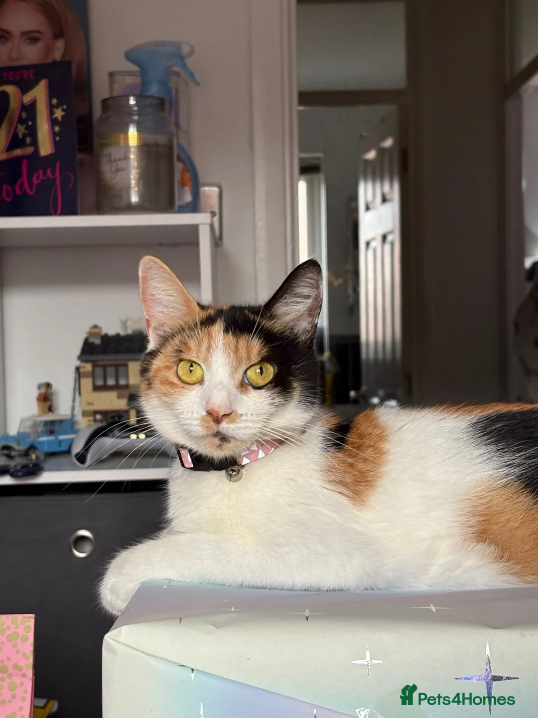 Mixed Breed cats for sale: 2 year old cat  - Advert 2