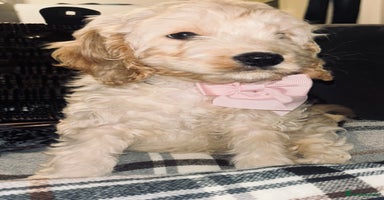 Cavapoo dogs - Advert 9