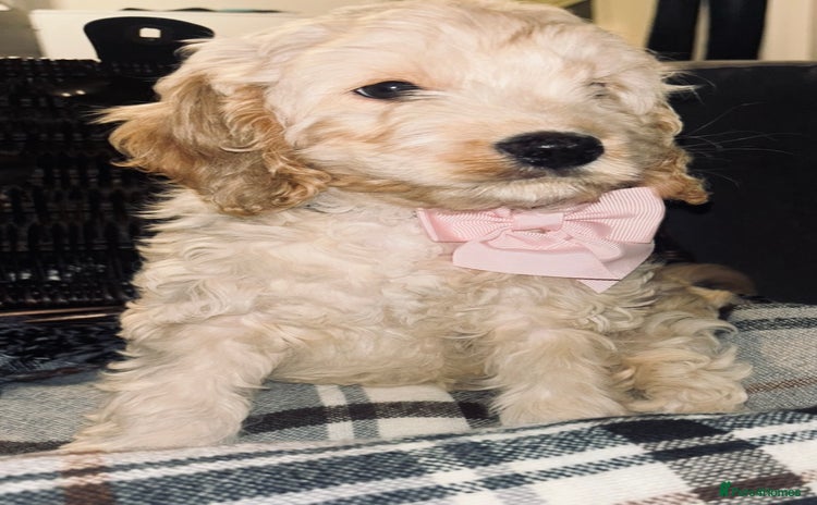 Cavapoo dogs - Advert 1