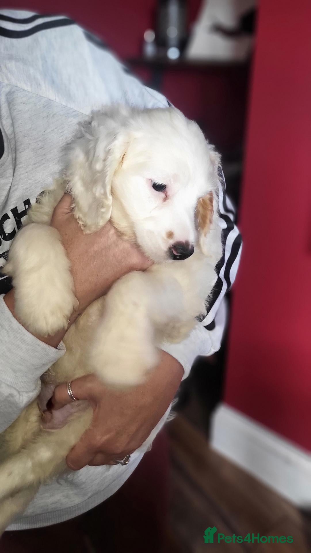 Cockapoo dogs Cockapoo puppy's  - Advert 12