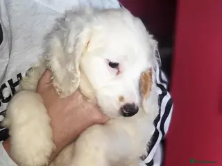 Cockapoo dogs Cockapoo puppy's - Advert 12