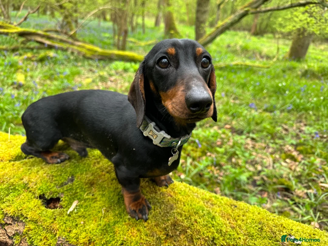 Miniature Dachshund dogs for stud: STUD Mini Dachshund  - Advert 27