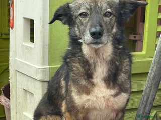 Mixed Breed dogs Stanley - Norwich Norfolk in Norwich - Advert 12