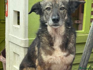 Mixed Breed dogs Stanley - Norwich Norfolk in Norwich - Advert 15