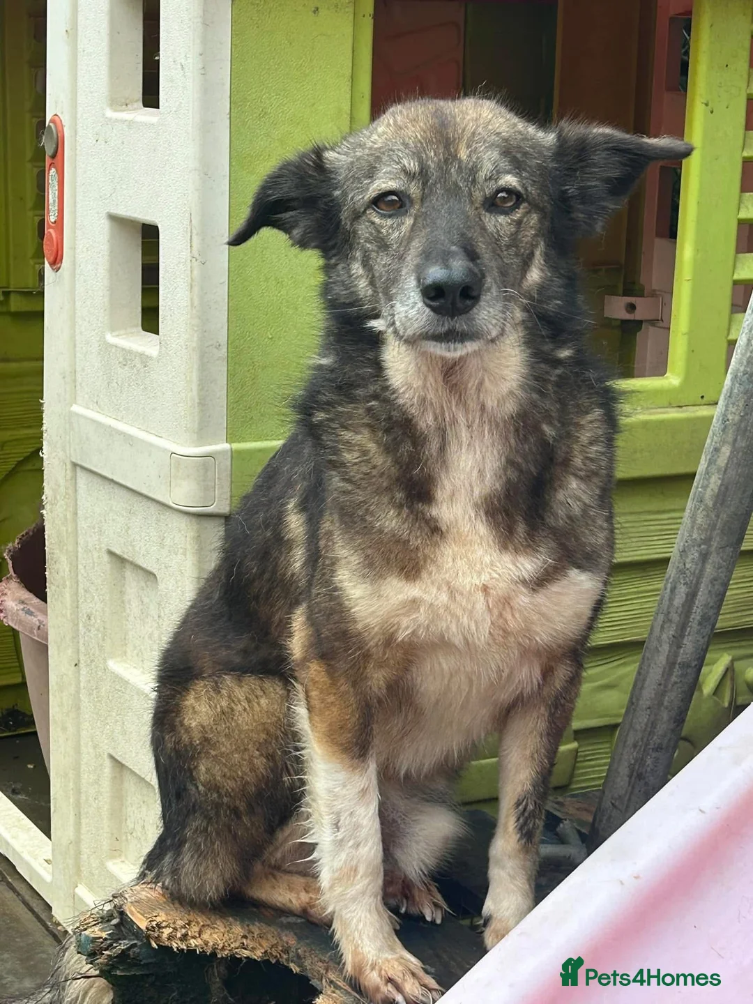 Mixed Breed dogs for adoption: Stanley - Norwich Norfolk  in Norwich - Advert 1