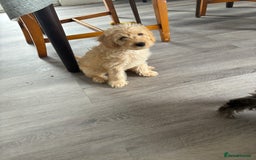 Labradoodle dogs for sale: READY NOW Miniature Labradoodles in Morecambe - Image 5