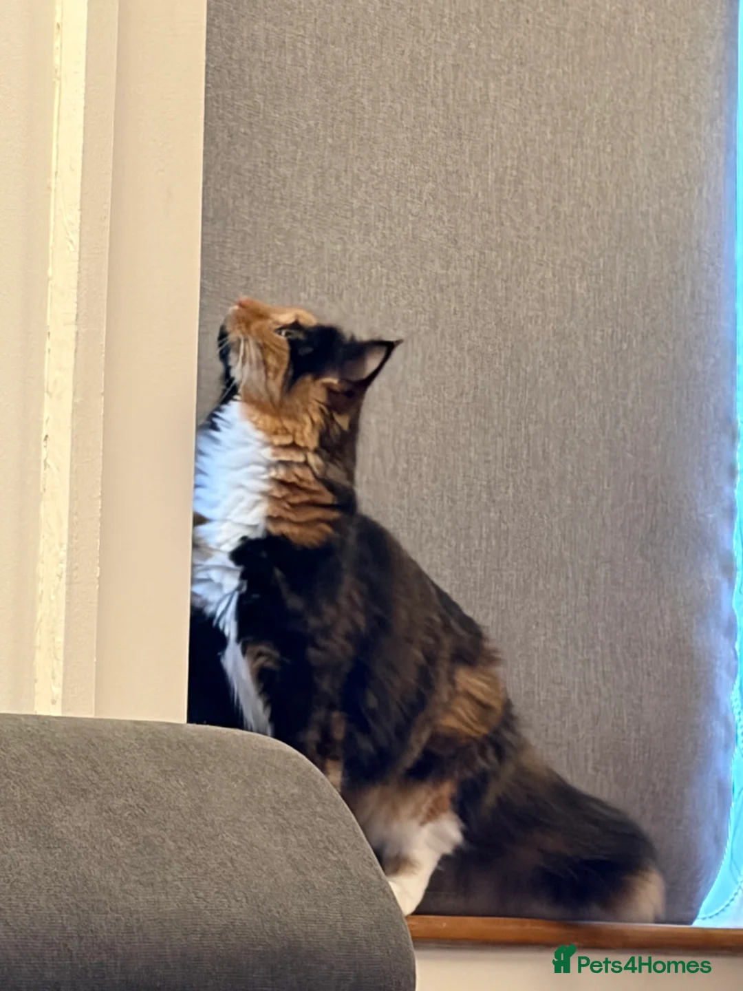 British Longhair cats for sale: British longhaired calico  in Shrewsbury - Advert 5