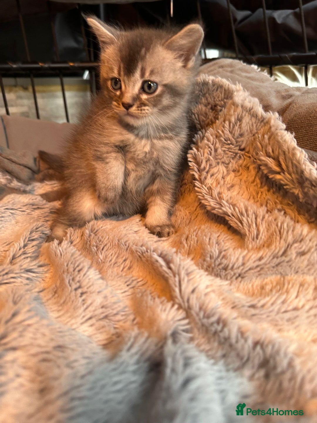 Mixed Breed cats for sale: Maine coon x Scottish fold kittens - Image 14