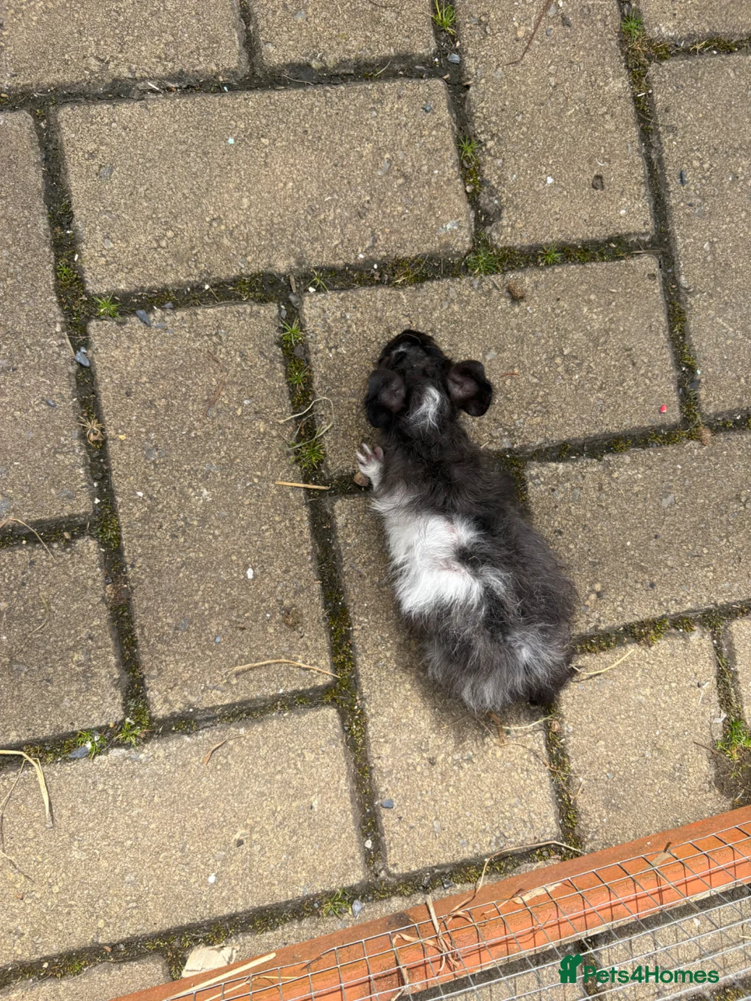 Guinea Pig rodents for sale: Mixed litre of guinea pigs  - Advert 2