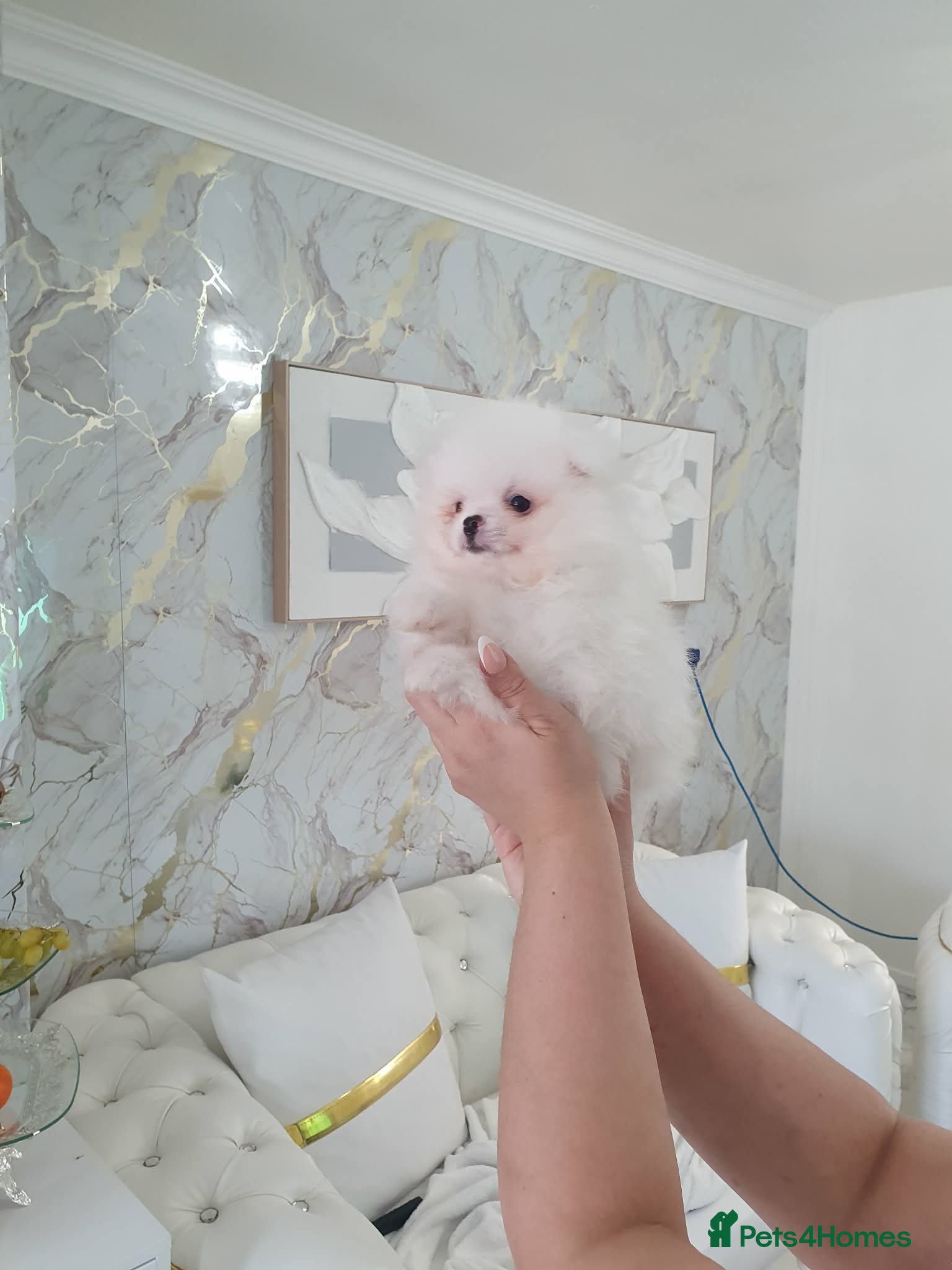 Pomeranian dogs Beautiful pomeranian pure breed puppies  - Advert 4