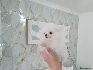 Pomeranian dogs Beautiful pomeranian pure breed puppies - Advert 4