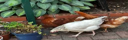 Chickens poultry for sale: 4 Hens for £70 in Manchester - Advert 7
