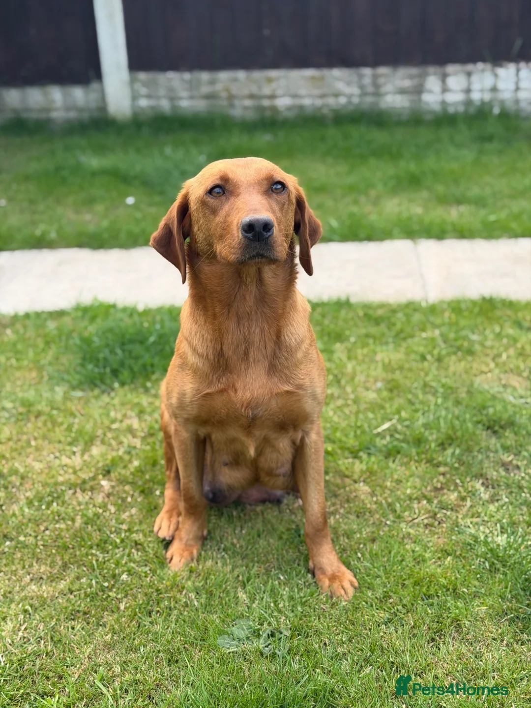 Labrador Retriever dogs for sale: Kc registered & fully health tested - Advert 2