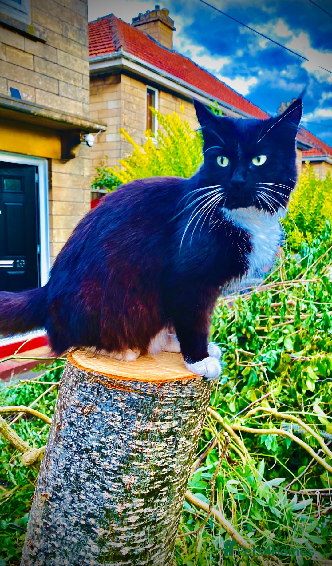 Mixed Breed cats for sale: 5 adorable kittens - Advert 8