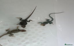 Lizard reptiles for sale: Colored lizards and cage  - Image 10