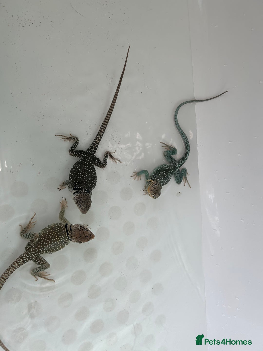 Lizard reptiles for sale: Colored lizards and cage  - Image 10