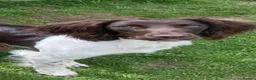English Springer Spaniel dogs for sale: 7 Month English springer spaniel (BOY) - Advert 3