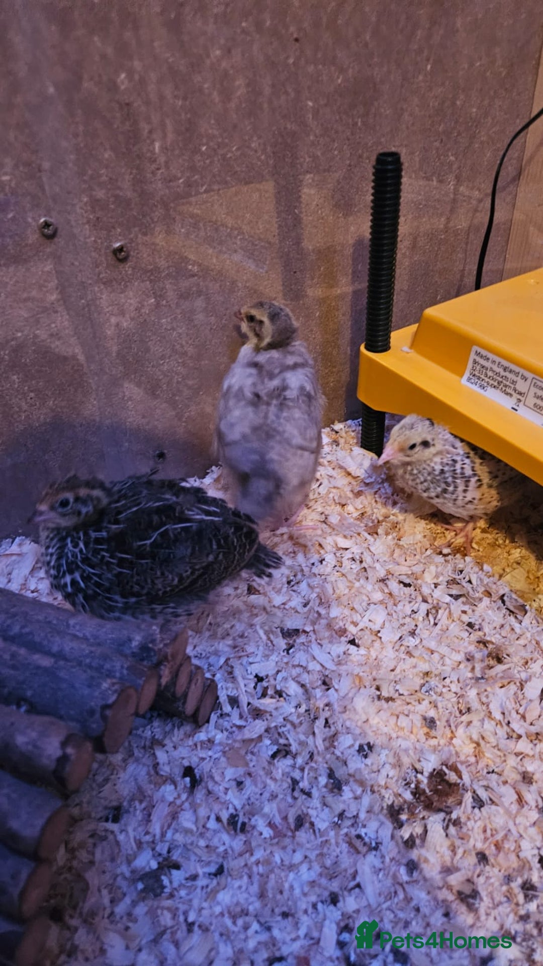 Quail poultry for sale: Beautiful coturnix quail chicks - Advert 19