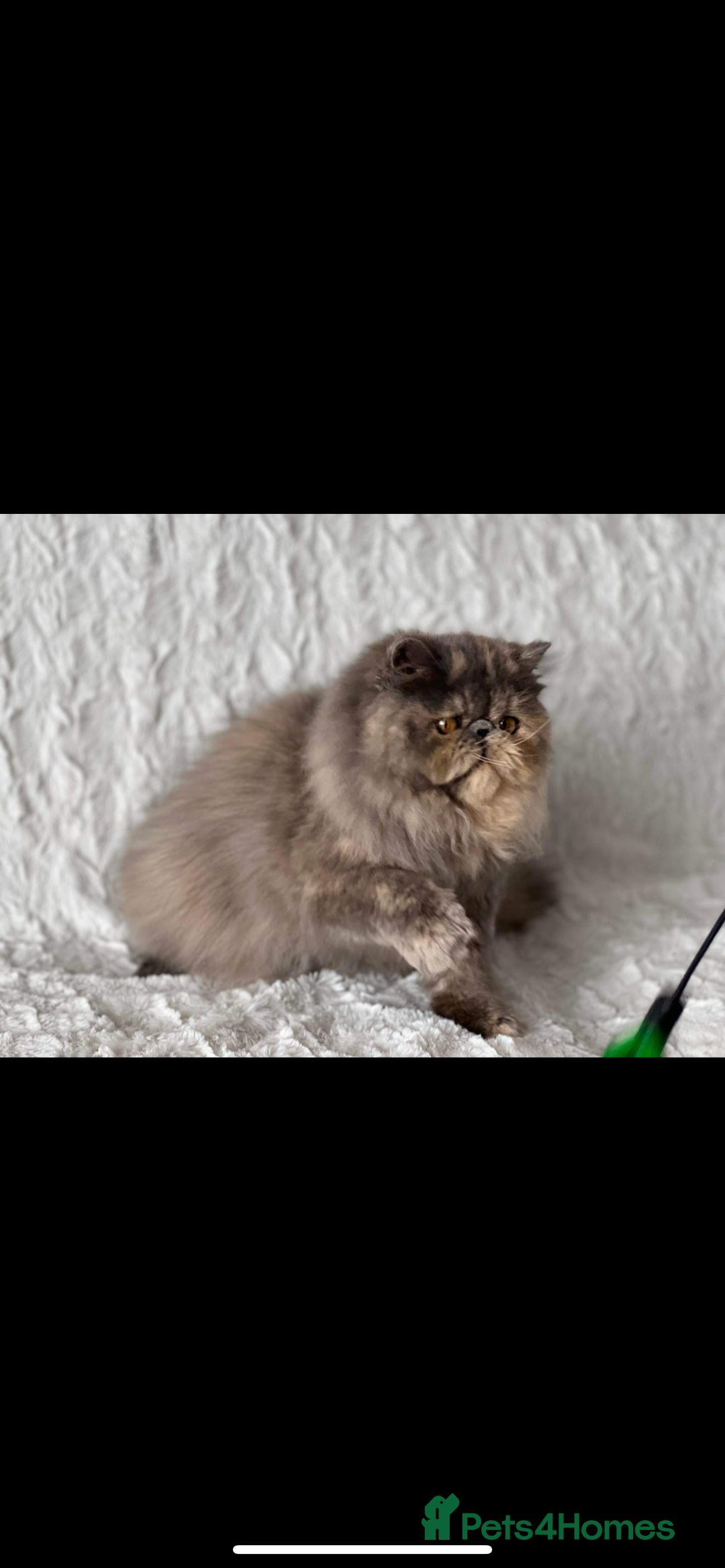 Persian cats for sale: GCCF SOLID BLUE PERSIAN PRINCESSES  - Image 21