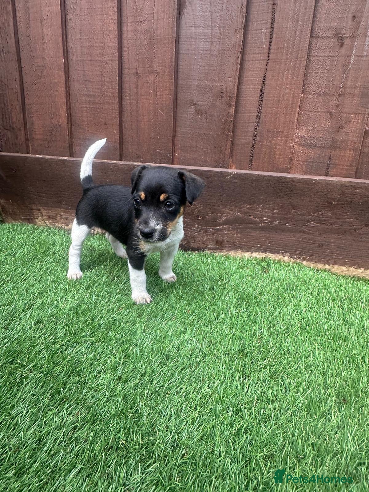 Jack Russell dogs Jack Russell puppies - Advert 2
