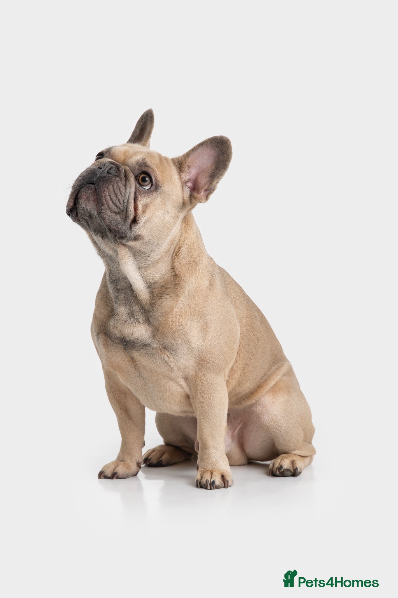 French Bulldog dogs Fawn French Bulldog - Advert 1