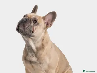French Bulldog dogs Fawn French Bulldog - Advert 1