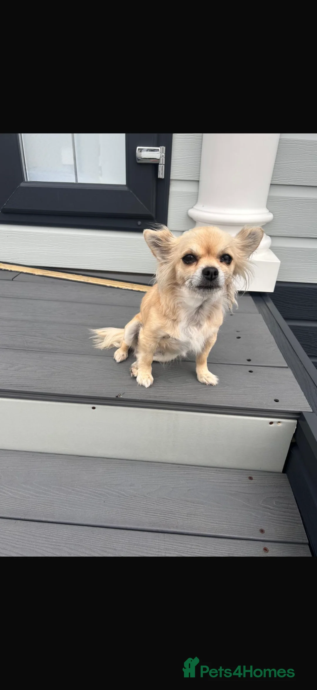 Chihuahua dogs for sale: 9 year old Chihuahua - Advert 2