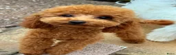 Toy Poodle dogs for sale: FCI toy poodle show line TINY pet only - Advert 1
