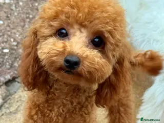 Toy Poodle dogs FCI toy poodle show line TINY pet only - Advert 4