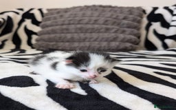 Mixed Breed cats for sale: Kittens  - Image 13