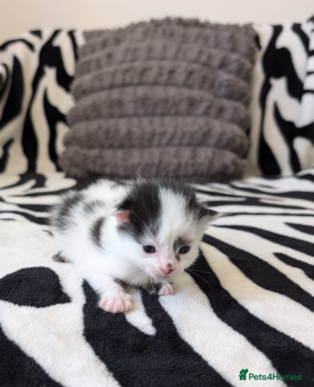 Mixed Breed cats for sale: Kittens  - Image 13
