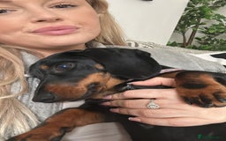 Miniature Dachshund dogs for sale: URGENT REHOME - Image 4