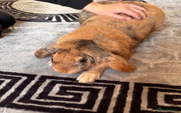 English Lop rabbits for sale: Big boy milo - Image 4