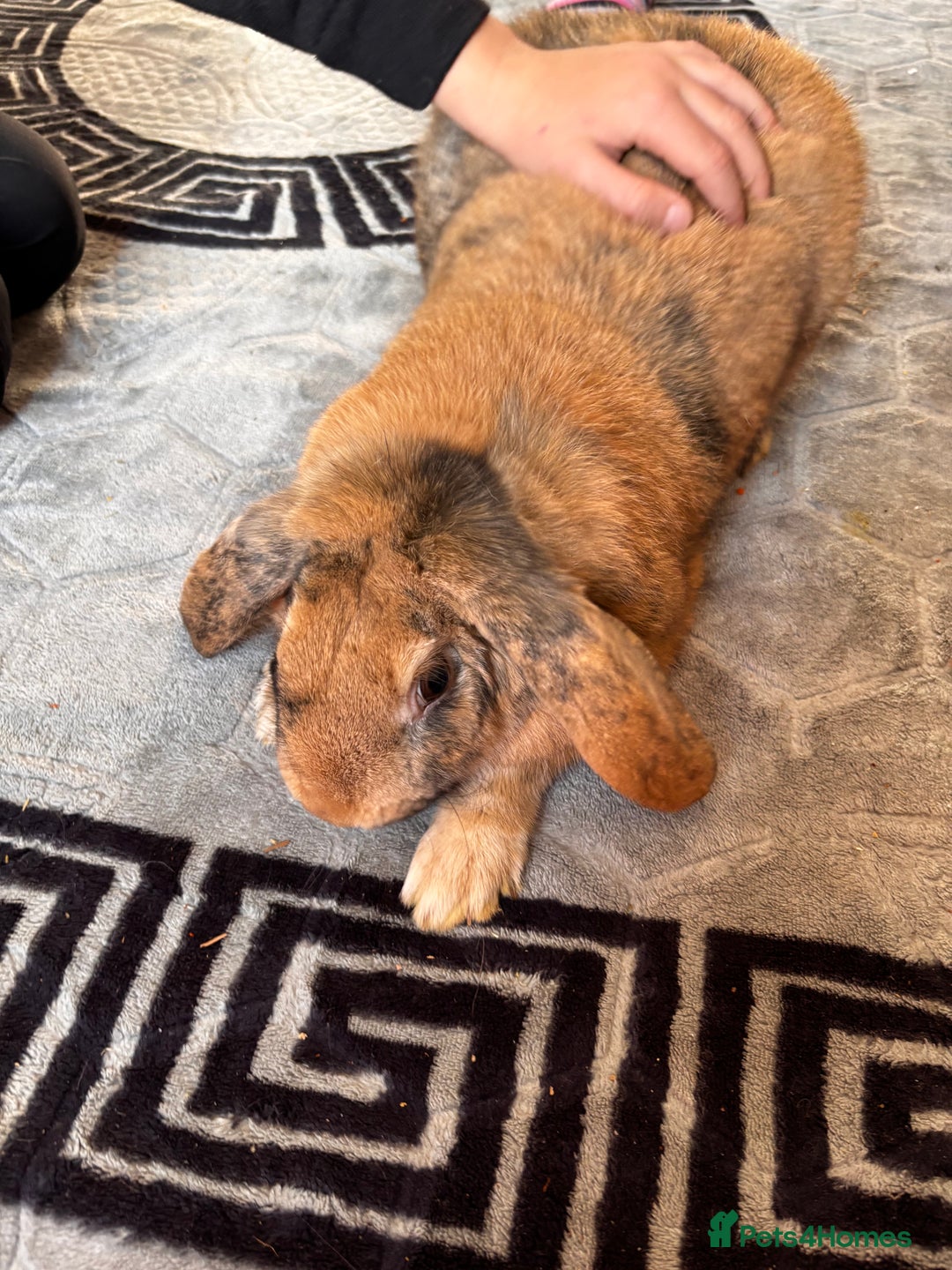 English Lop rabbits for sale: Big boy milo - Image 4