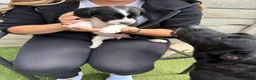 Cockerdor dogs for sale: 6 Cockerdor puppies left  in Camberley - Advert 6